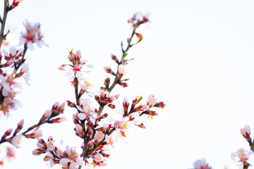 Almond tree branches full of white blossoms against the blue sky is spring season