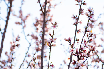 Almond tree branches full of white blossoms against the blue sky is spring season