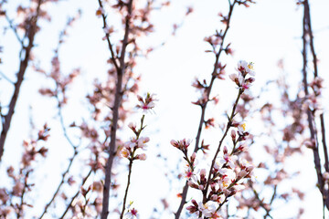 Almond tree branches full of white blossoms against the blue sky is spring season