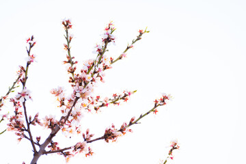 Almond tree branches full of white blossoms against the blue sky is spring season