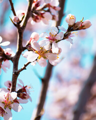 Almond tree branches full of white blossoms against the blue sky is spring season