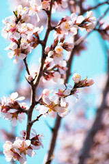 Almond tree branches full of white blossoms against the blue sky is spring season