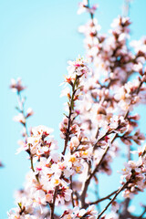 Almond tree branches full of white blossoms against the blue sky is spring season