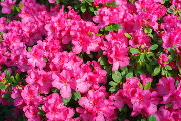 Blooming pink japan Azalea Ericaceae flowers, rhododendron flower macro, background. Evergreen decorative plant outdoor or in orangery in botanical garden. Gardeining, plant breeding