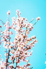 Almond tree branches full of white blossoms against the blue sky is spring season