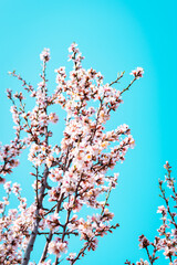 Almond tree branches full of white blossoms against the blue sky is spring season
