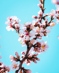 Almond tree branches full of white blossoms against the blue sky is spring season