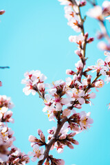 Almond tree branches full of white blossoms against the blue sky is spring season