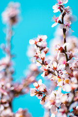 Almond tree branches full of white blossoms against the blue sky is spring season