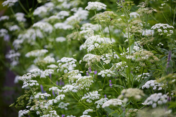 Wildflowers bloom in a lush meadow during the spring afternoon near a tranquil pathway