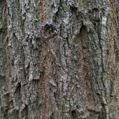 Grey background. The bark of a gray tree is in close-up. Wood texture.