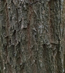 Grey wood background. The bark of a gray tree is in close-up. Wood texture.