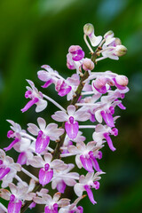 Closeup view of tropical epiphytic orchid species seidenfadenia mitrata purple and white cluster of flowers blooming outdoors on natural background