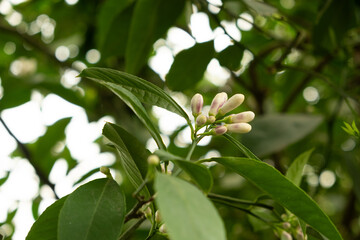Lemon Trees Blossoming, Buds Close-Up