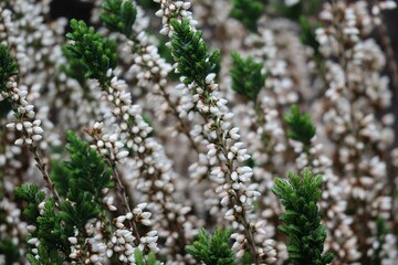 snow-white Summer heather