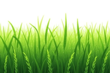 Obraz premium green grass isolated on white