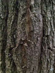 Tree bark close-up. Grey wood background. Wood texture. Vertical image.