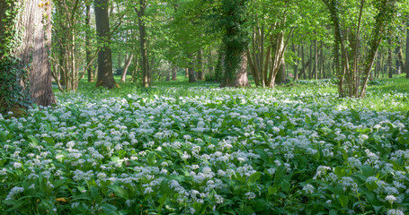Beautiful bear garlic carpet in Belgium