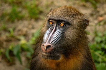 African mandrill (Mandrillus sphinx), detailed portrait of the colorful face an young male with nature background. 