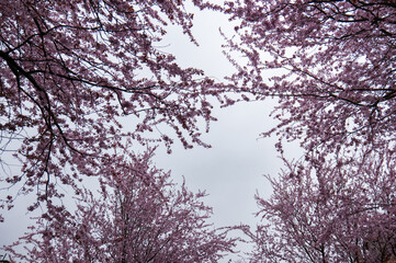View of cherry blossom tree crowns forming a floral frame against a cloudy sky, capturing the beauty of spring from below.