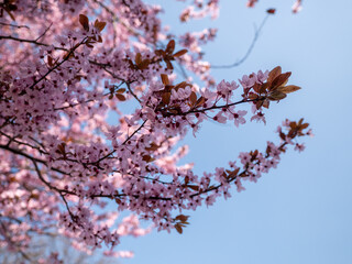 Delicate cherry blossom branch with pink flowers and reddish leaves set against a clear blue sky in spring.