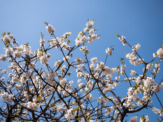 White cherry blossoms in full bloom against a clear blue sky, symbolizing the freshness and purity of spring.