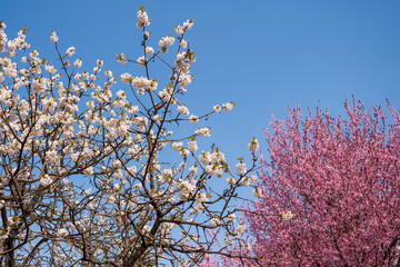 White and pink cherry blossom trees in full bloom contrast beautifully against a clear blue sky, representing spring’s vibrant diversity.