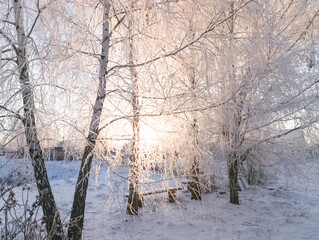 The sun is shining through the snow-covered branches of birch trees. A frosty winter morning in the park. Young birches in the winter park.
