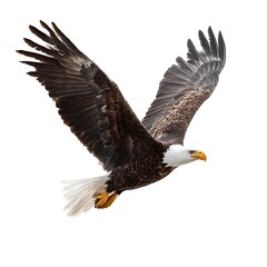 Obraz premium Majestic bald eagle soars with wings spread wide isolated on white background