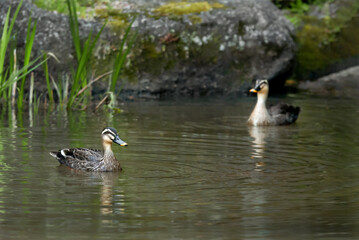 duck