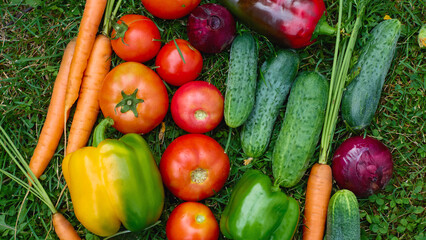 Freshly harvested vegetables on green grass showcasing vibrant colors and textures in a summer garden setting
