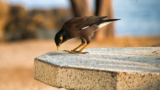Exotic bird in thailand weeping maina also called Indian maina, 
