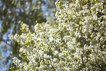 blurred natural background with space for text. lush flowering apple tree