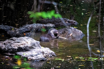 Lutrogale perspicillata eating meal on the river