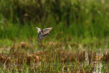  Wood Sandpiper.