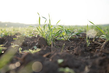 green grass growing in soil