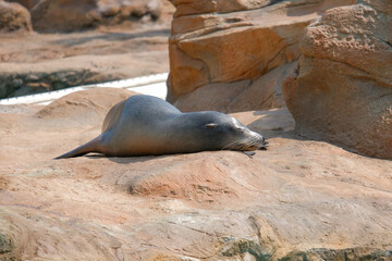 sea lion rests peacefully on rocky surface, basking in sun. natural habitat features warm tones and textures, creating serene atmosphere