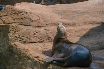 Fototapeta premium sea lion rests peacefully on large rock, basking in sun. serene environment highlights animal sleek body and relaxed posture, creating tranquil scene