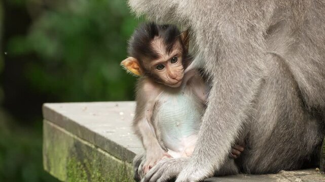 A baby crab-eating macaque monkey, macaca fascicularis, breastfeeding from mother in Bali, Indonesia, southeast asia, cute animal babies