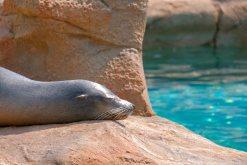 seal rests peacefully on rocky surface near tranquil body of water, basking in sunlight. serene environment creates calming atmosphere, perfect for relaxation