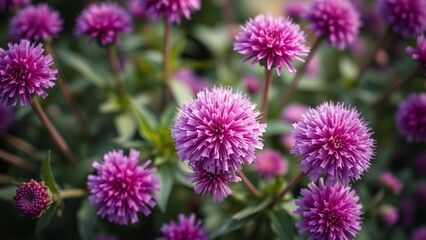 Fototapeta premium flower of a thistle