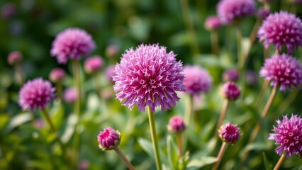 Obraz premium purple thistle flowers