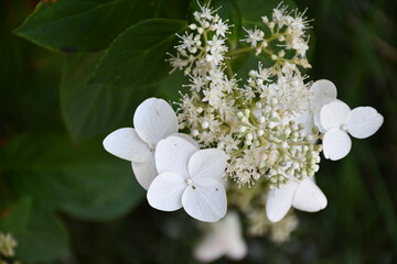 white flowers on a branch