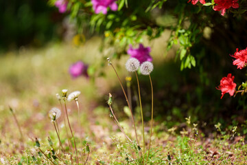 Fototapeta premium Close-up photo of a landscape with dandelion seeds blooming in a green field