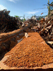 Close-up of a freshly cut log with wood shavings, surrounded by branches and stacked timber under a clear blue sky.