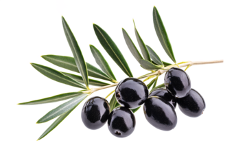 A lush olive branch heavy with ripe, dark olives, glistening under bright light against a pristine white backdrop.