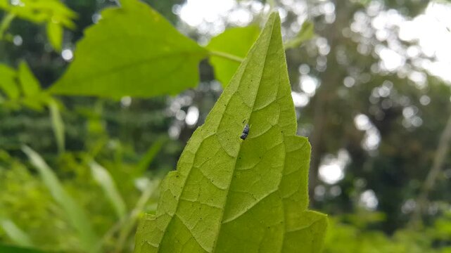 Phintella bifurcilinea is a species of spider belonging to the family Salticidae. This species is also part of the genus Phintella and the order Araneae. Found in China, Korea, Vietnam, Japan.