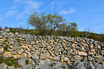 Stone dry wall with a tree above