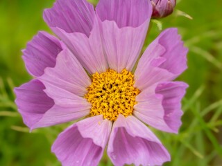 Obraz premium 秋の公園や花壇を彩るコスモスのある風景。自然風景素材。繊細な花びらとシベの様子。クローズアップ。