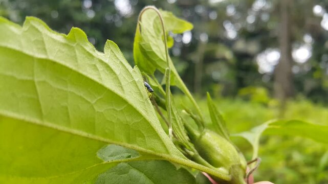 Aesthetic 4k footage of Jumping Spider (Phintella bifurcilinea) walking down then jumping away from the camera. Focused on the foreground. Perfect for a documentary about the beauty of the mountain.